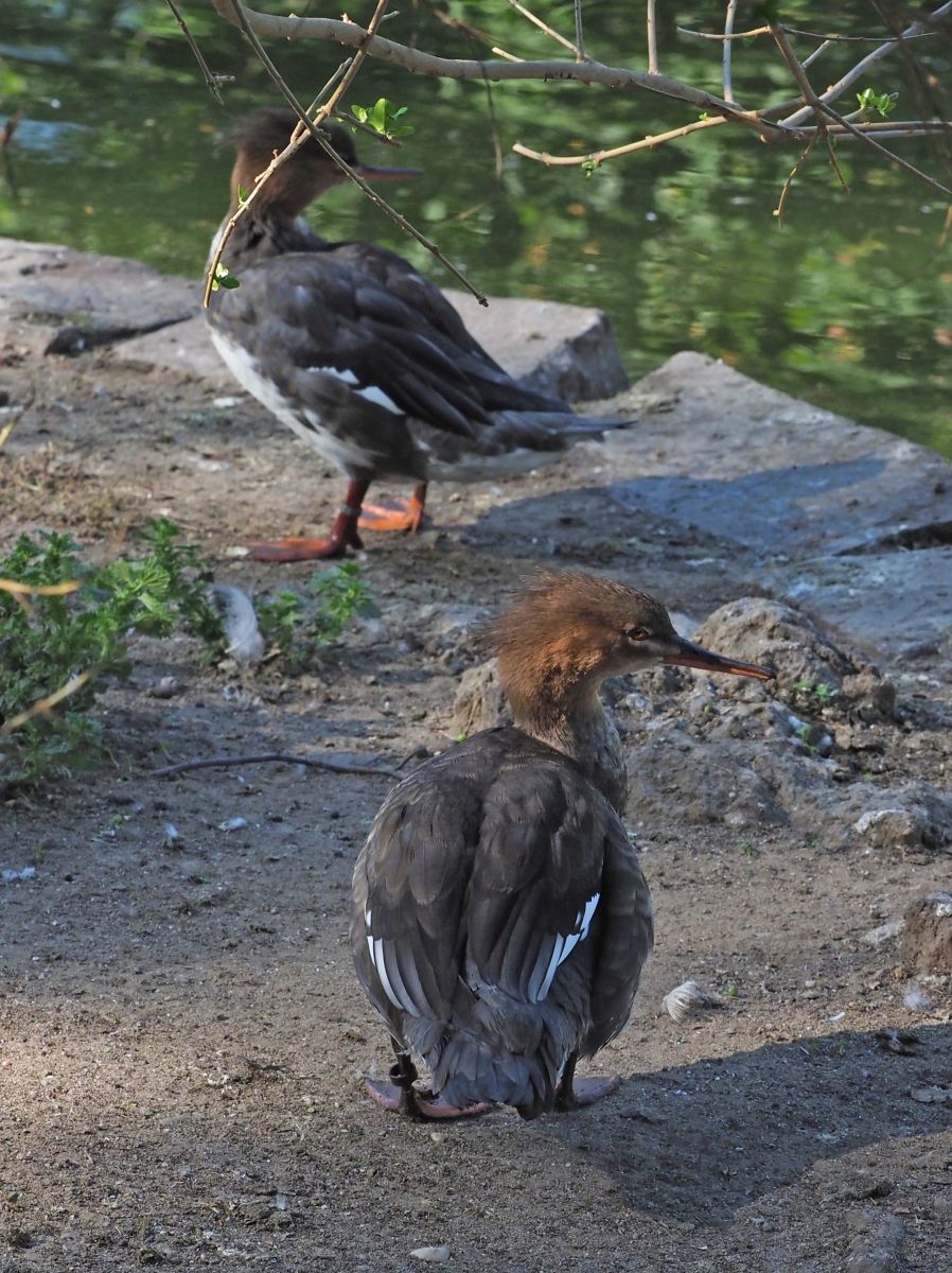 1740514209Bild 136 Mittelsänger weibchen.JPG